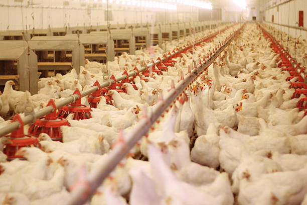 Is poultry farming profitable?