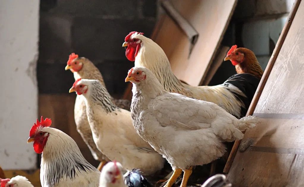 chicken farming (4)