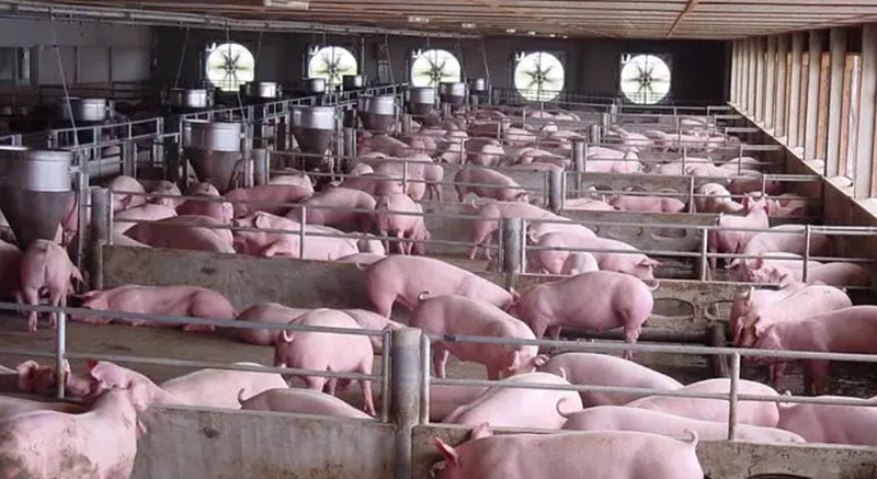 pig farming3
