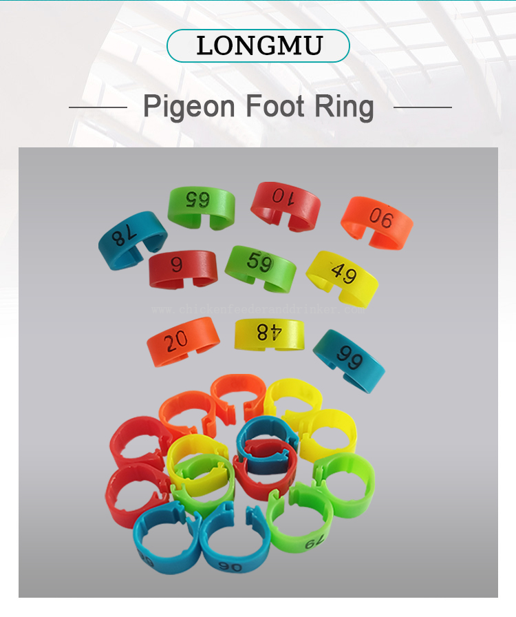 pigeon leg ring (4)