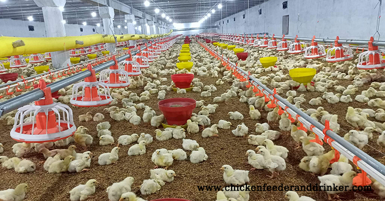 chicken feeder line system (3)