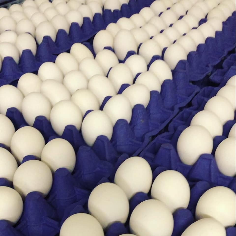 468534984_1136081358034224_6573944491421960786_n
