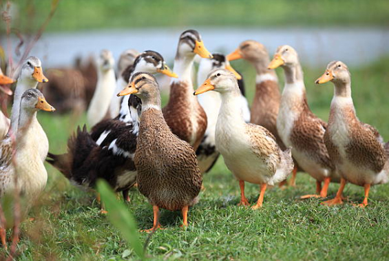 duck farming