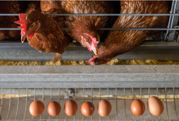 Why Automatic Feeding Machines Are Needed for Poultry Farm