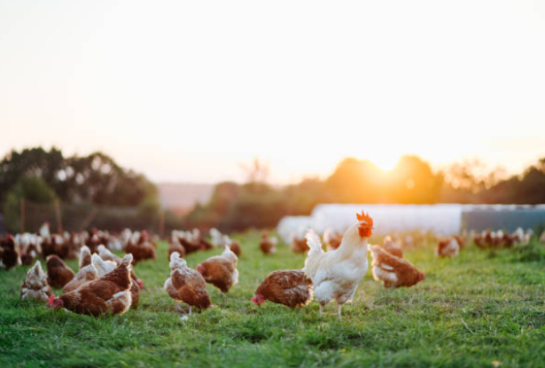 How Modern Poultry Equipment Can Benefit Your Operation