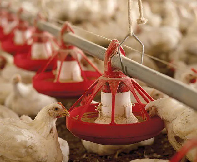 Fully Automatic Feeding Lines: Core Equipment for Efficient Upgrading Poultry Farming