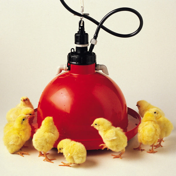 Bell Drinkers: An Innovative Choice for Poultry Farming