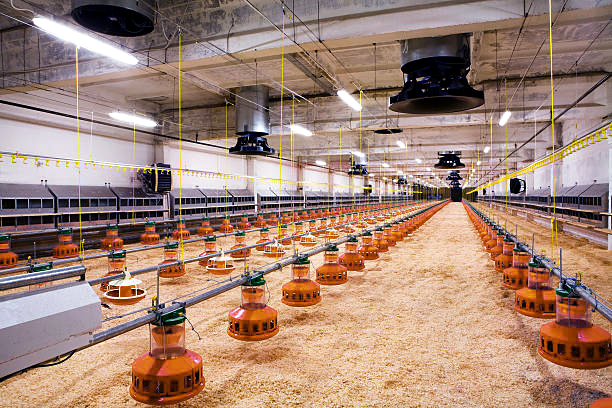 Do chicken farms need automated chicken raising equipment