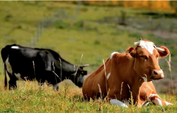 How much do you know about raising cattle