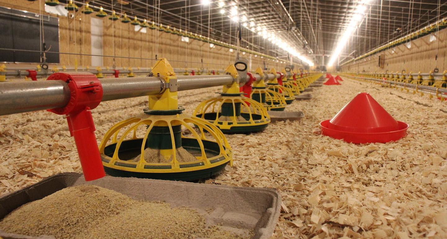 How many do you know about the four humidification methods in large-scale chicken farms?