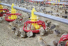 SS Chicken Feeder Pipe For Poultry Farm Dip Galvanized Feeding Pipe for Chicken Feeder SystemLML-37