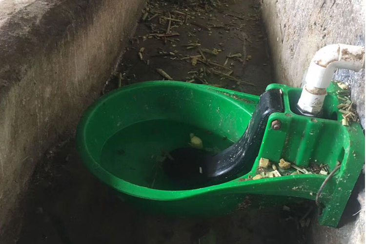 cattle drinker bowl (1)