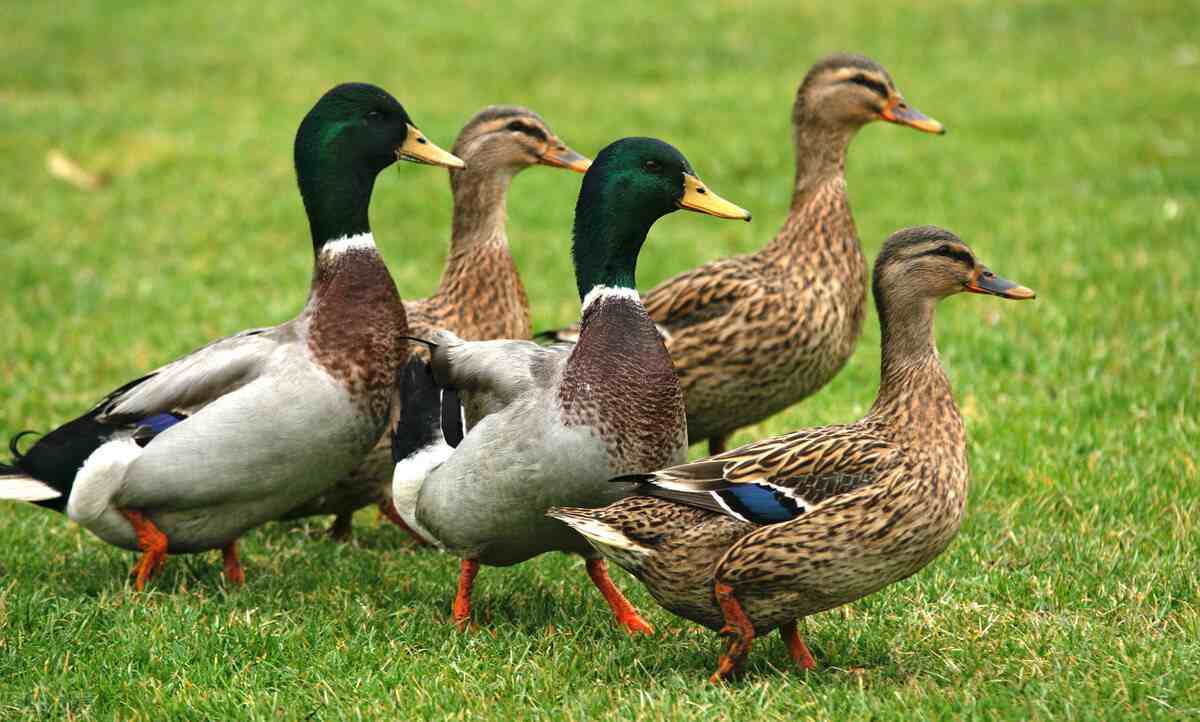 Scientific Duck Farming