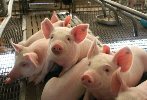 Scientific Pig Raising: The Key to Improving Production Efficiency and Pork Quality