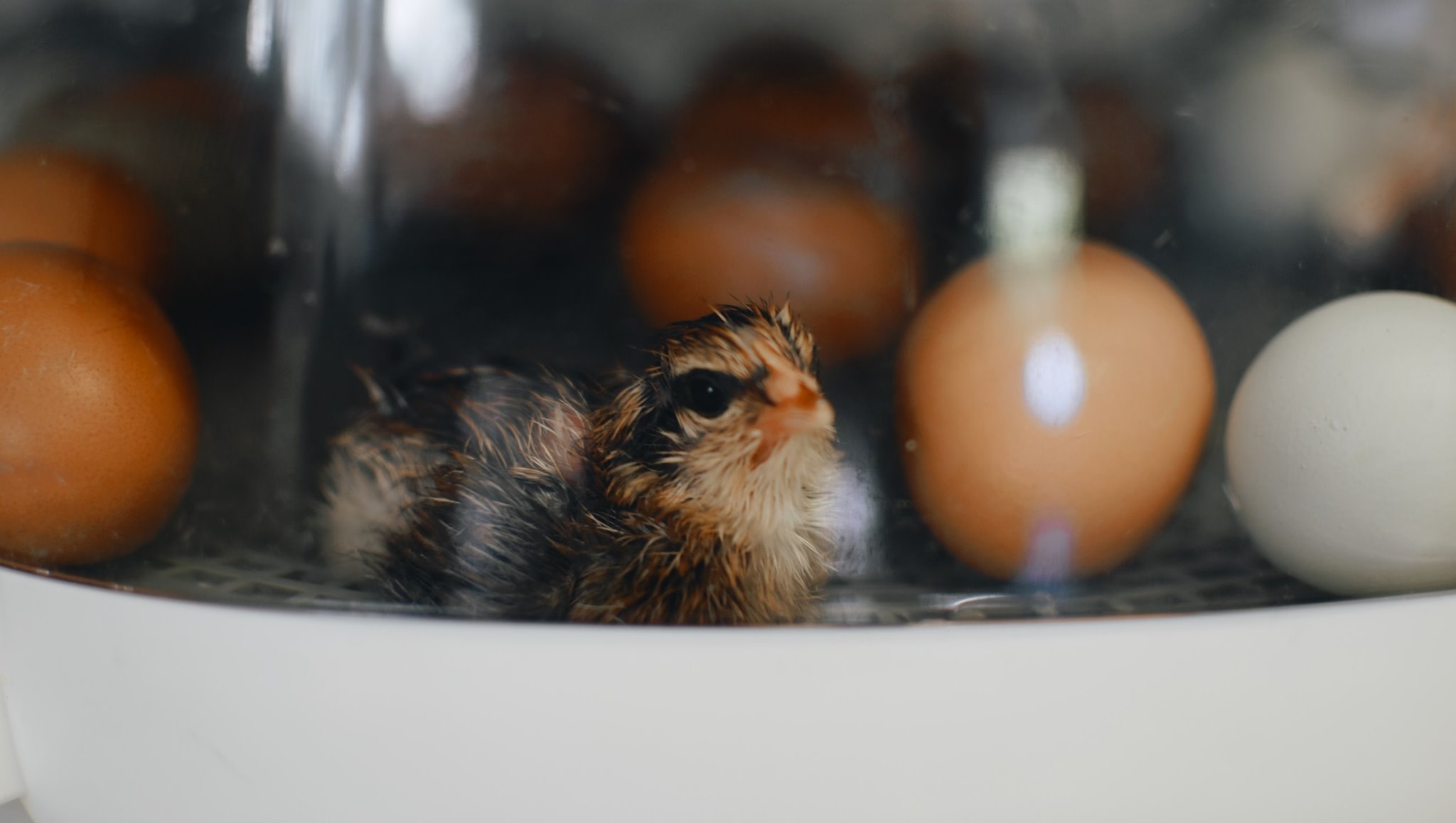 A Complete Guide To Incubators: A Greenhouse for Chicks
