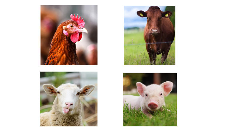 What Is The Most Profitable Way To Raise Pigs, Chickens, Cattle, And Sheep?