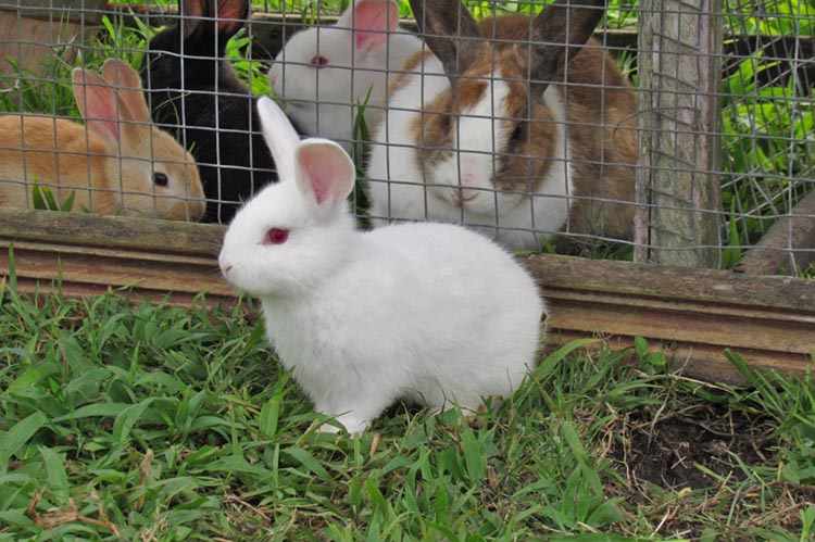 Ways to Raise Rabbits and Construction of Rabbit Houses