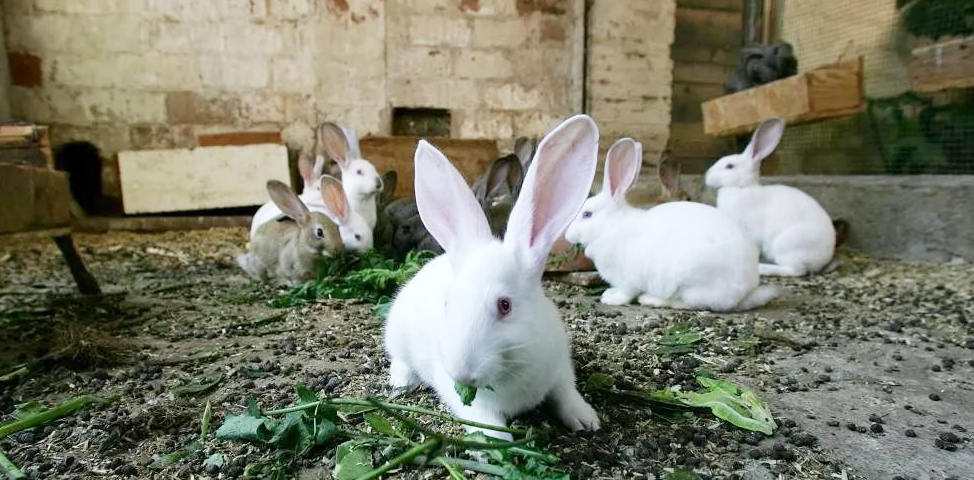 rabbit farm2
