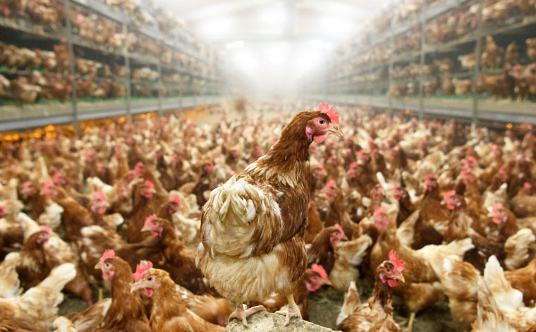 Will chicken farms in the future be equipped with automated equipment?