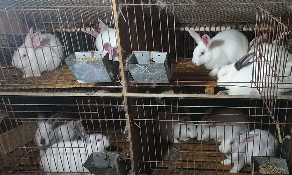 Raising Rabbits On a Large Scale