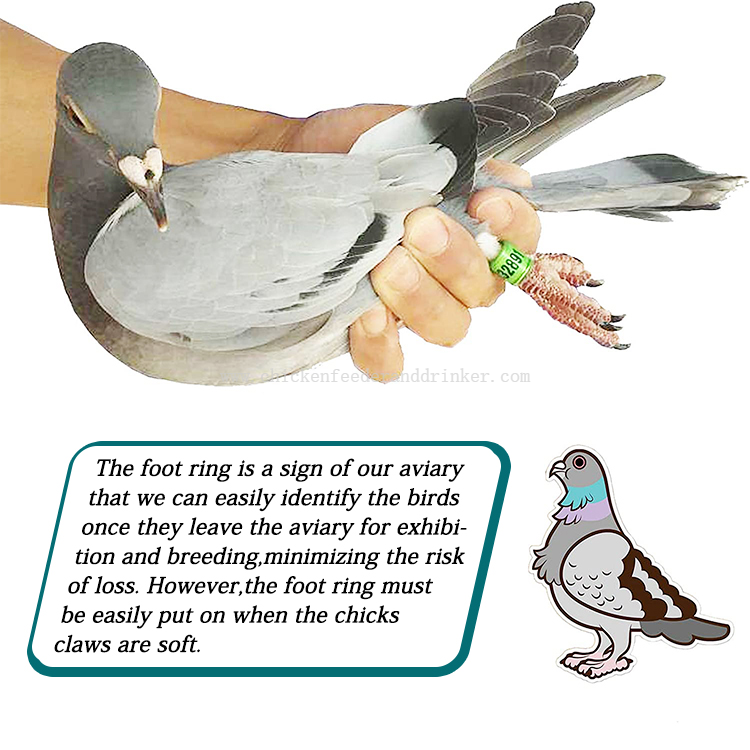 pigeon foot ring (7)