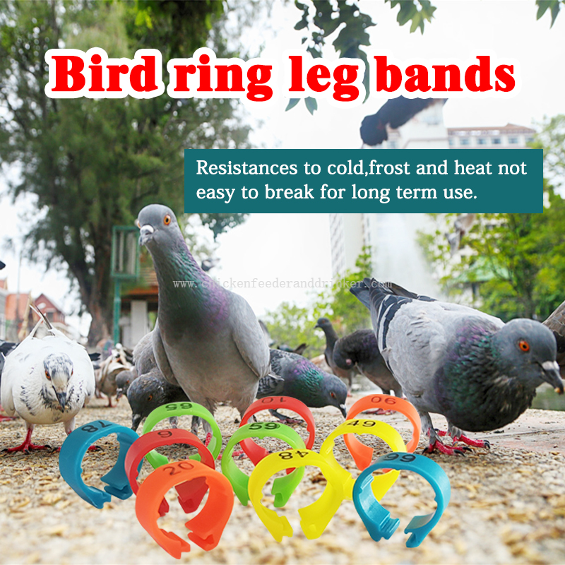 pigeon leg ring (9)