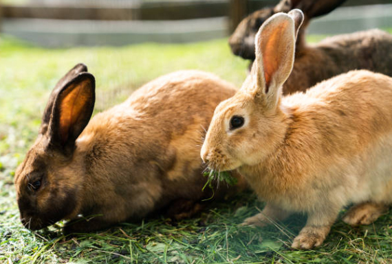 Market Sales Analysis of The Rabbit Breeding Industry
