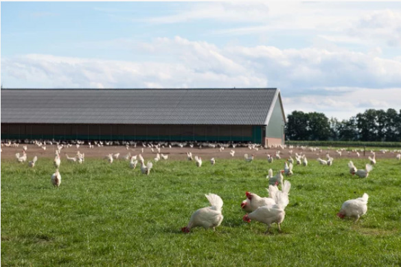 Embracing Sustainability in Chicken Farming: A Path To Healthier Birds And A Greener Planet