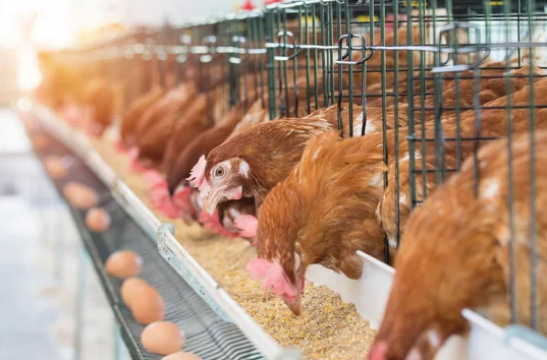 Cluck Yeah! The Fowl-tastic Guide To Chicken Farming for Clueless Newbies
