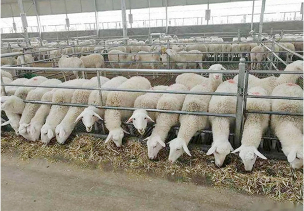 sheep farm
