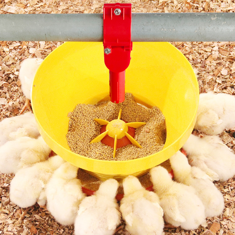 Discussion on feeding in the poultry industry