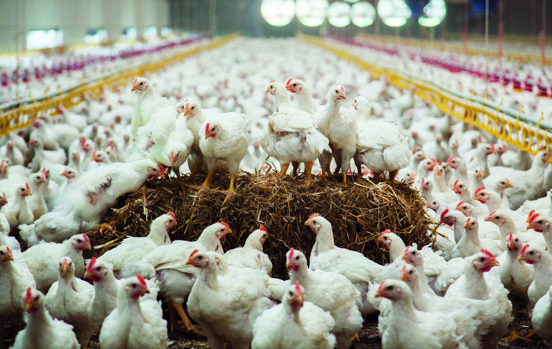 Importance of Healthy Poultry Farming