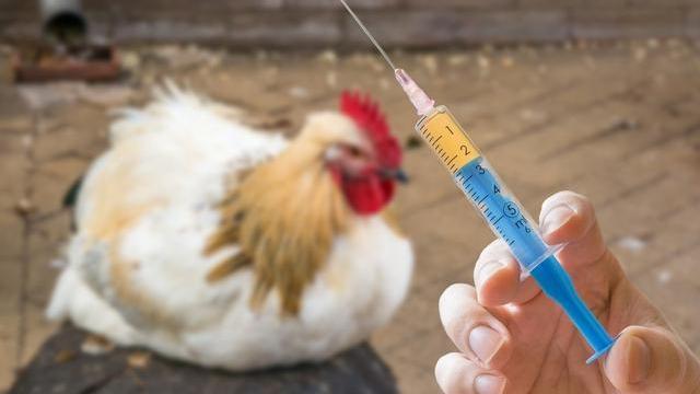 vaccinate chicken