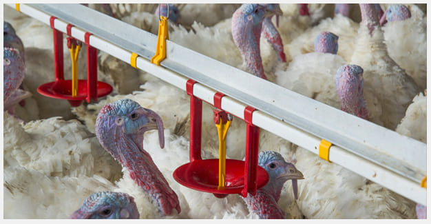  What are the equipment used in poultry?
