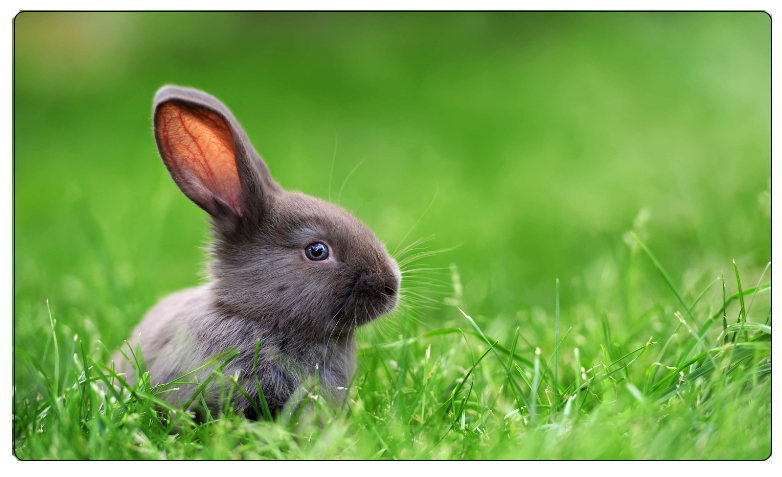 What you should know about breeding meat rabbits