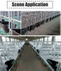 Sow Feeder for Steel Plate Trough Production Bed Pig Farm Veterinary Feeder Equipment