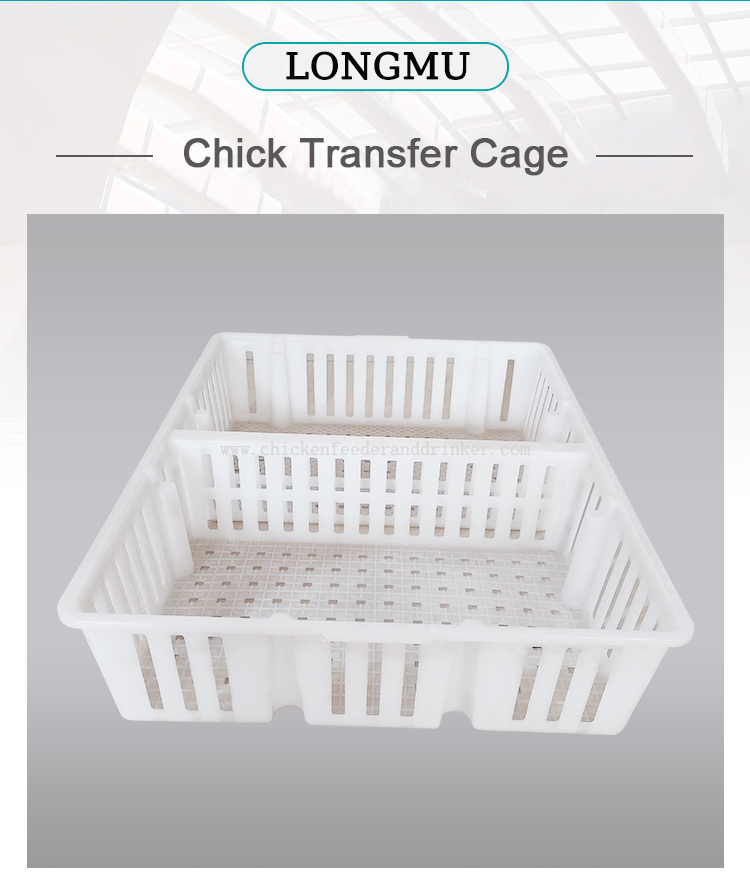 chick transport crate (3)