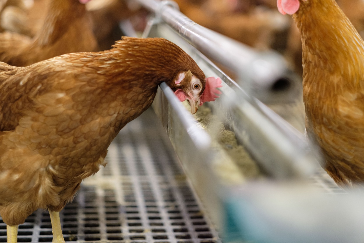 Scientifically Select Feed To Help Chickens Grow Healthily