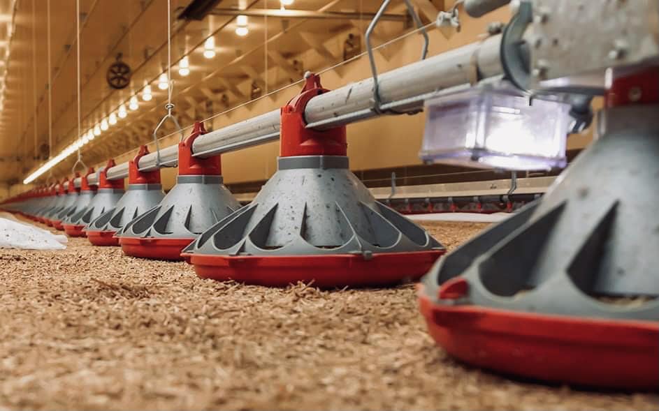 Fully Automatic Feeding System: Core Equipment for Efficient And Energy-saving Poultry Farming