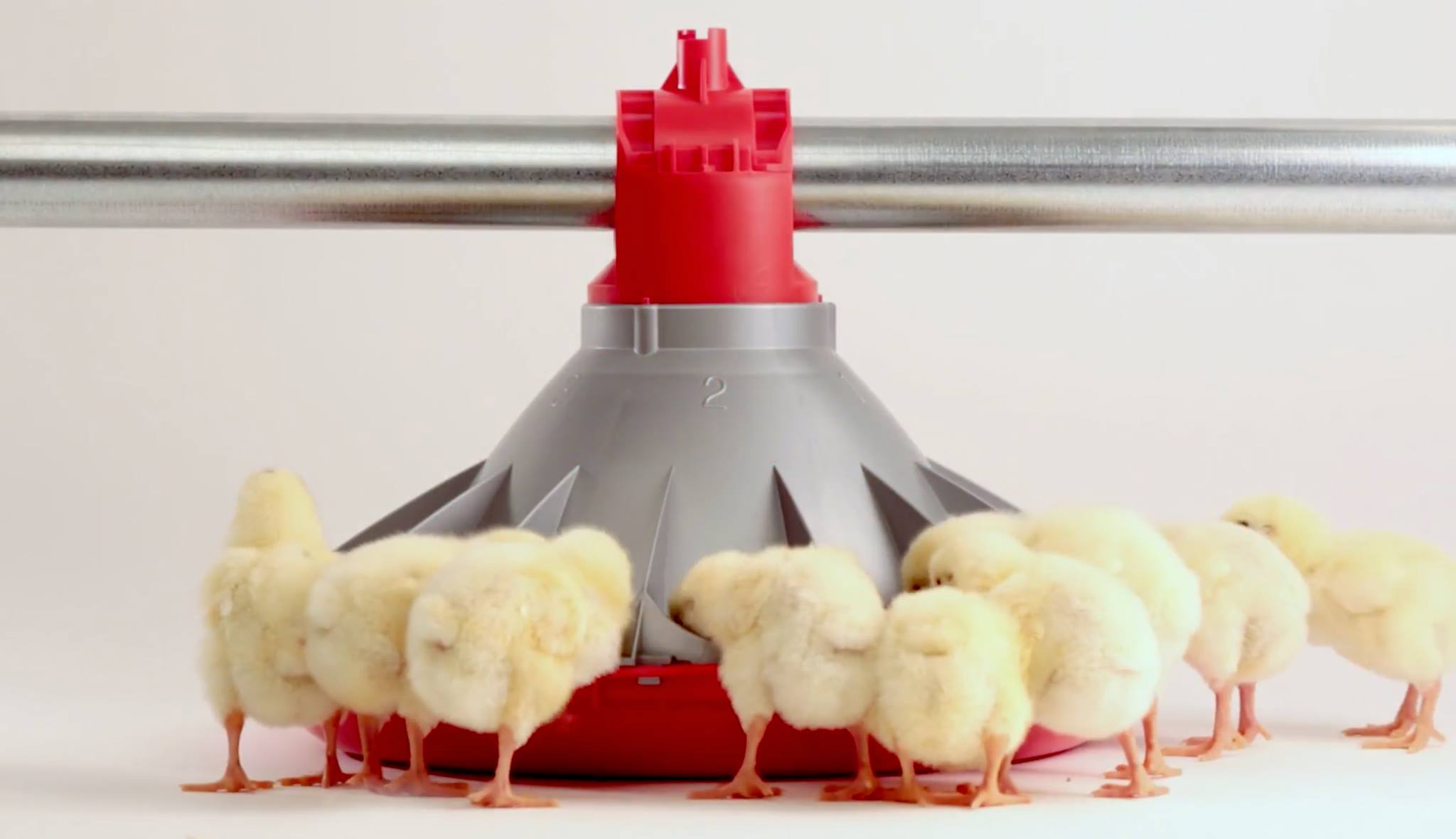 In-depth Analysis of Global Poultry Farming Equipment Market Trends