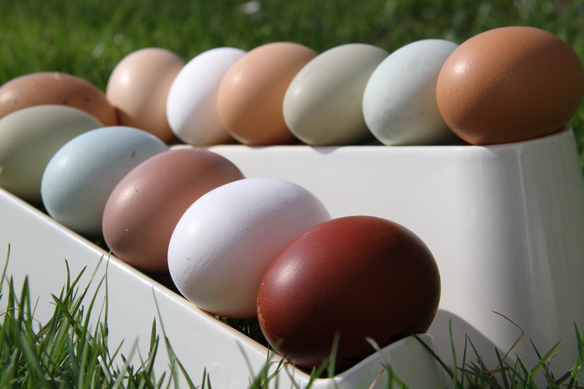 Plastic Egg Trays Revolutionize The Poultry Industry