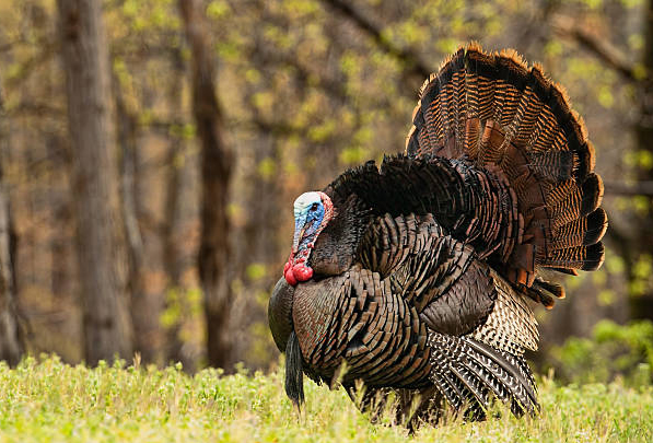 What Are The Precautions for Raising Turkeys?
