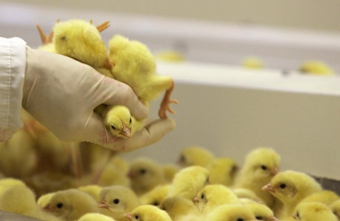 Global Poultry Production Is Rising, And Is Expected To Reach 104.9 Million Tons in 2025