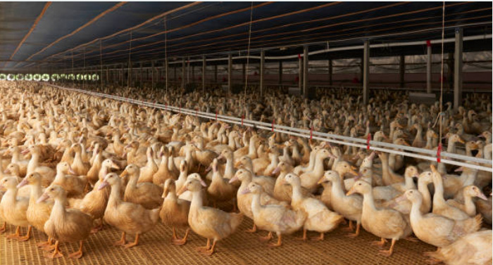 Exploring The Global Landscape of Duck Farming: Balancing Advantages And Challenges