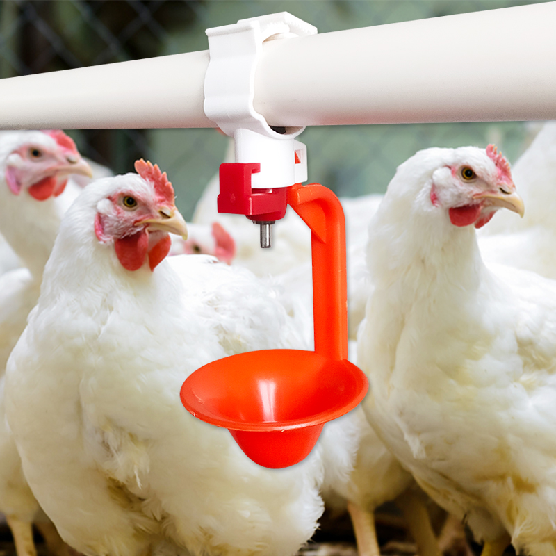 Comprehensive Study on The Impact of Nipple Drinkers on Chickens' Drinking Behavior And Health