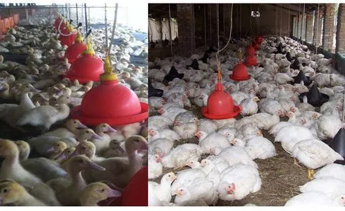 Plasson Chicken Drinker with White Water Pot Automatic Bell Water Drinker For Broiler Chicken Coop Poultry Farming Equipment LM-68