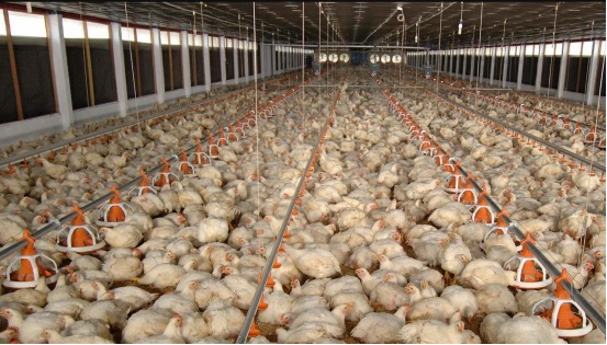 The uniformity of the chicken flock is so important, what should the chicken farm do?