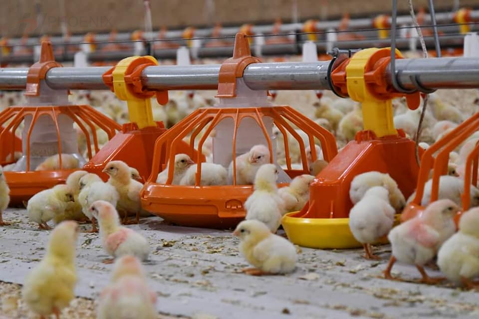 What is the feeding system for chickens?