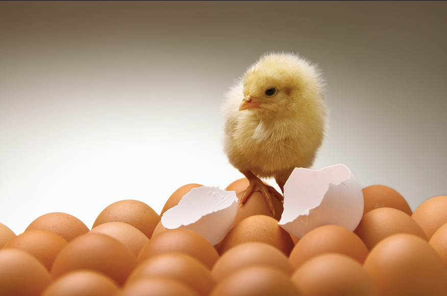 What is the poultry egg incubator?