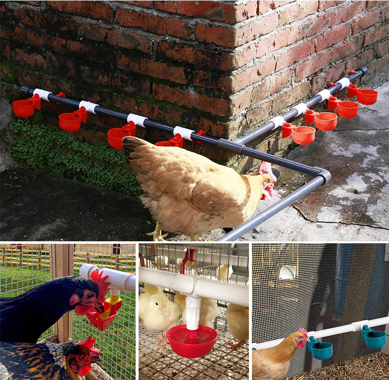 chicken water cup.jpg